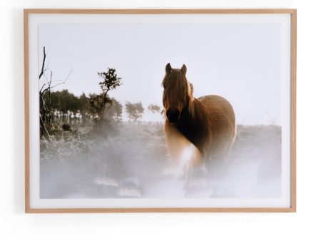 Horse Gaze By Annie Spratt Online