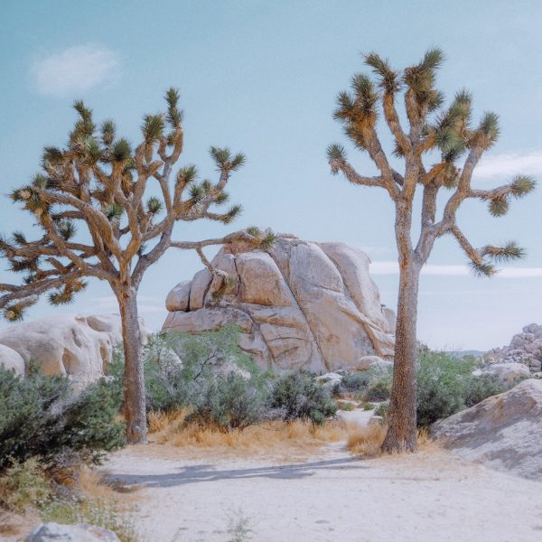 Joshua Tree Iv By Sarah Ellefson Online Hot Sale