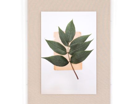 Green Leaf By Teague Collection For Discount