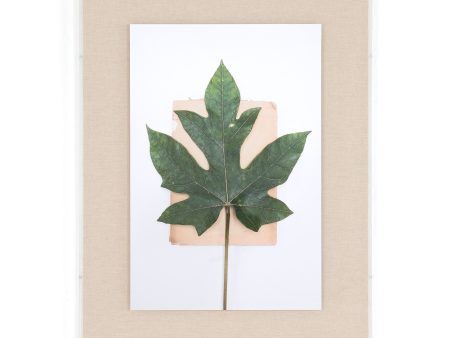 Fig Leaf By Teague Collection Cheap