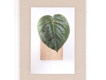 Granadilla Leaf By Teague Collection on Sale